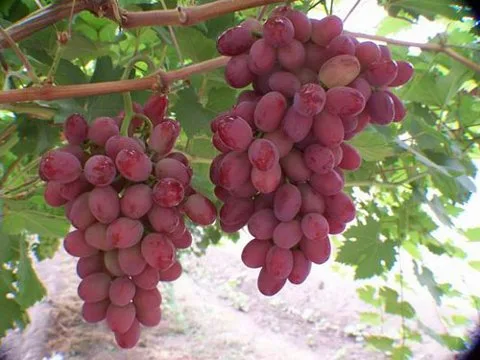Сезон «Чушу» («Конец жары»)