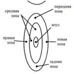 Рис. 10 Приставка пиявок в области ануса